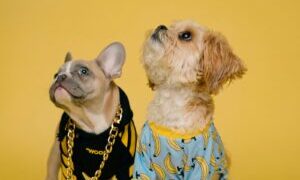Two fashionable dogs look up on a yellow background.